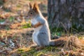 Autumn Squirrel standing on its hind legs on on green grass with fallen yellow leaves