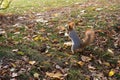 Autumn Squirrel standing on its hind legs on green grass with fallen yellow leaves. Eurasian red squirrel