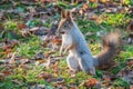 Autumn Squirrel standing on its hind legs on on green grass with fallen yellow leaves