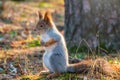 Autumn Squirrel standing on its hind legs on on green grass with fallen yellow leaves