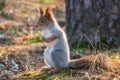 Autumn Squirrel standing on its hind legs on on green grass with fallen yellow leaves