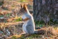 Autumn Squirrel standing on its hind legs on on green grass with fallen yellow leaves