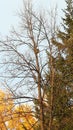 Autumn squirrel on a tree