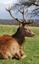Autumn Stag, Richmond Park Royalty Free Stock Photo