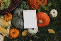 Autumn stationery outdoor still life. Blank greeting card, invitation mockup. Pumpkins, corns and grapes fruit on grass