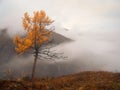 Autumn steep slope and golden larch tree in dense fog Royalty Free Stock Photo