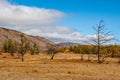 Autumn steppe landscape with hills and dry trees in the foreground. Royalty Free Stock Photo