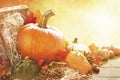 Autumn still life in bright sunlight Royalty Free Stock Photo