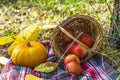 Autumn still life with checkered plaid, wicker basket, apples, pumpkin. Romantic autumn picnic lunch outdoors. Thanksgiving day Royalty Free Stock Photo