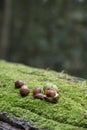 Chestnuts on moss Royalty Free Stock Photo