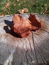 Autumn still life by dried liaves on stump Royalty Free Stock Photo