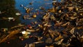 Autumn still life. Dry leaves, chestnut shells and red berries lie in a shallow puddle