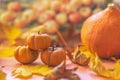 Autumn still life . Fallen maple leaves and orange pumpkins. Autumn harvest Royalty Free Stock Photo