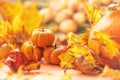 Autumn still life . Fallen maple leaves and orange pumpkins. Autumn harvest Royalty Free Stock Photo