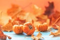 Autumn still life . Fallen maple leaves and orange pumpkins. Autumn harvest Royalty Free Stock Photo