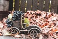 Autumn still life grapes in a wooden car on a background of autumn leaves Royalty Free Stock Photo