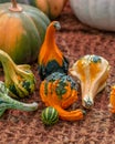 Autumn still life with green orange decorative pumpkin, large plan. Autumn Harvest Festival, garden vegetable cucurbita pumpkin