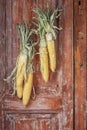 Autumn still life with hanging ears of corn in a rural house on the background of old wooden doors.