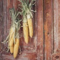 Autumn still life with hanging ears of corn in a rural house on the background of old wooden doors