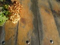 Autumn still life with hydrangea hortensia on vintage wooden texture.