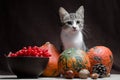 autumn still life kitty color tabby sits on a sackcloth behind t