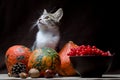Autumn still life kitty color tabby sits on a sackcloth behind three bright pumpkins in a clay bowl with viburnum