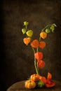 Autumn still life with lantern flowers Royalty Free Stock Photo