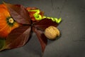 Autumn still life with leaves, pumpkin and nuts Royalty Free Stock Photo