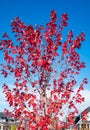 Autumn still life of maple leaves. Warm colors of Autumn. Red Autumn Maple Leaf tree isolated on blue sky Royalty Free Stock Photo