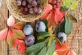 Autumn still life with plums on branch, grapes in wicker basket, green, yellow and red leaves Royalty Free Stock Photo