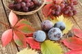 Autumn still life with plums, grapes and wicker basket, green, y Royalty Free Stock Photo