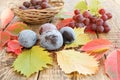 Autumn still life with plums, grapes and wicker basket, green, y Royalty Free Stock Photo