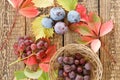 Autumn still life with plums, grapes and wicker basket, green, y Royalty Free Stock Photo