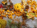 Autumn still life with a pumpkin, mushrooms, chestnuts, red berries, pine needles, cones and fallen leaves Royalty Free Stock Photo