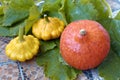 Autumn still life of pumpkin and pattypan squash on green leaf background. Royalty Free Stock Photo