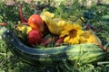 autumn still life: pumpkin, rowan berries, hop branch, dill Royalty Free Stock Photo