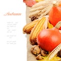 Autumn still-life with pumpkins and corn Royalty Free Stock Photo