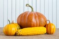 Autumn still life pumpkins, corns against the