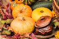 Autumn still life with pumpkins, leaves, berries and flowers Royalty Free Stock Photo