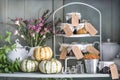 Autumn still life. Pumpkins, mint, dry flowers, heather, cloves, jars with waiting and old dishes Royalty Free Stock Photo