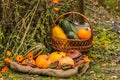 Autumn still life with pumpkins and other vegetables in a basket Royalty Free Stock Photo