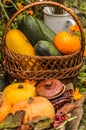 Autumn still life with pumpkins and squash in a basket. Royalty Free Stock Photo