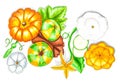 Pumpkins and squashes with leaves isolatedon white top view hand drawn illustration