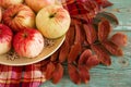 Still life with red and yellow apples on a plate with dry orange leaves of rowan and checkered towel on a wooden background. Royalty Free Stock Photo