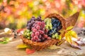 Autumn still life with ripe different grape varieties