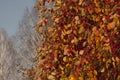 Autumn still life. Ripe fruits of a wild apple tree on the branches Royalty Free Stock Photo