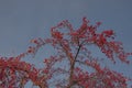 Autumn still life. Ripe fruits of a wild apple tree on the branches Royalty Free Stock Photo