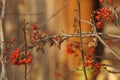 Autumn still life. Rowan branches with falling leaves and red berries. Royalty Free Stock Photo