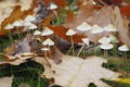 Autumn still life with mushrooms Royalty Free Stock Photo