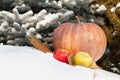 Ripe pumpkin and apples lie in snow in front Royalty Free Stock Photo